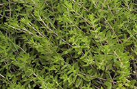 垂盆草の葉